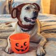 These dogs dressed up for a charity Halloween walk and it’s so beautiful