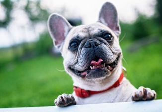 Boy, 7, creates a holiday to celebrate dogs and we’re putting it in our calendars already