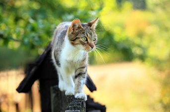 Fears of Irish ‘Catnapper’ grow as cat found decapitated near family home