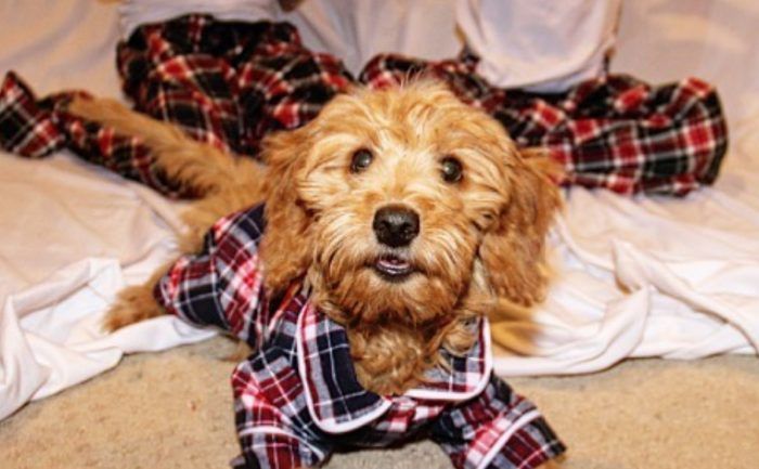 Matching dog on sale and human pajamas
