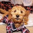 You can now get matching dog and human PJs and they are very cute