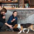 This Dublin bar will let your dog sit with you while you have a glass of wine