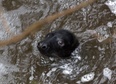 Stranded seal pup saved from Wexford stream in ‘epic’ three-day rescue