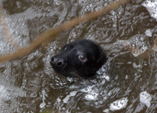 Stranded seal pup saved from Wexford stream in ‘epic’ three-day rescue