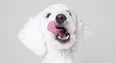There is now KALE dog food and it’s just all too much