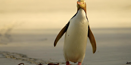 The striking yellow-eyed penguin is about to become extinct
