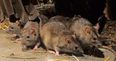 These are the worst counties in Ireland for rat infestations