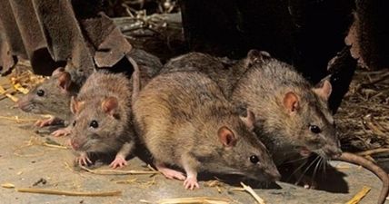 These are the worst counties in Ireland for rat infestations