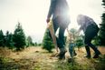 The most magical Christmas tree farm has just opened Dublin