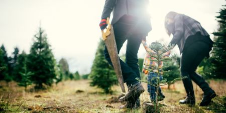 The most magical Christmas tree farm has just opened Dublin