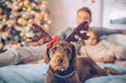 We love our fur babies! 8 Christmas gifts for your pet (with prices from €3.50)