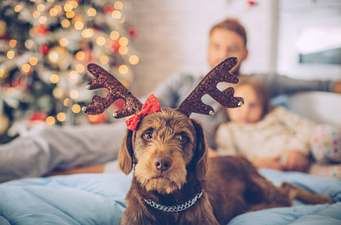 We love our fur babies! 8 Christmas gifts for your pet (with prices from €3.50)