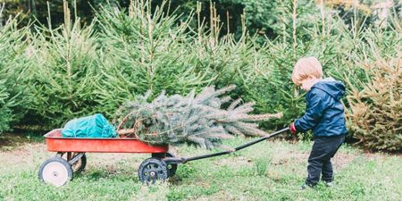 The Grangegorman Bring Centre will recycle your Christmas tree for free