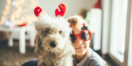 Santa Paws: Lidl is selling Christmas jumpers for dogs for a fiver