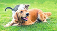 Here are the most popular names for cats and dogs in 2017
