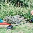 The great, eco-friendly alternative to dumping your Christmas tree