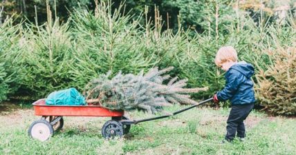 The great, eco-friendly alternative to dumping your Christmas tree