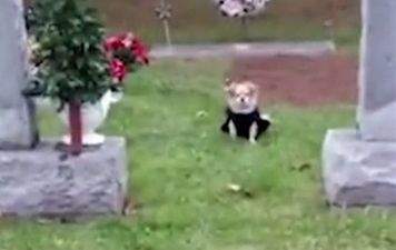 Dog refuses to leave late owner’s grave and it’s heartbreaking