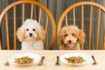 Study reveals certain dog foods which are dangerous for owners and dogs