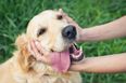 Dogs obey women more than they do men… but why?