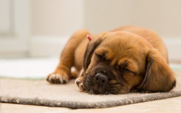 What our dogs dream about is probably the cutest thing you’ll read today