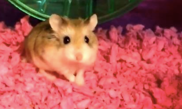 Woman forced to flush emotional support hamster down the toilet before flight