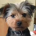 Heartbroken man appeals for help to find his dog who went missing in Dublin park