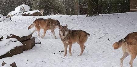 Too CUTE! Dublin Zoo share adorable images of the animals enjoying the snow