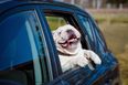 One in four of us don’t restrain our pets in the car, finds survey