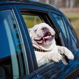 One in four of us don’t restrain our pets in the car, finds survey