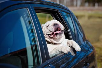 One in four of us don’t restrain our pets in the car, finds survey