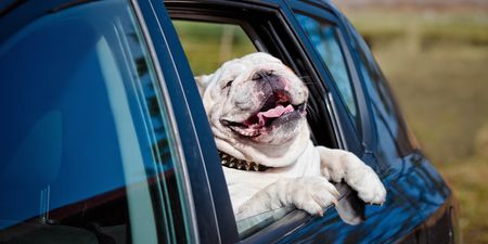 One in four of us don’t restrain our pets in the car, finds survey