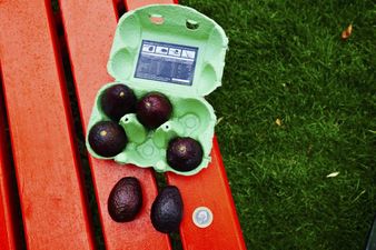 Tesco now stocks mini ‘snack-sized’ avocados and we’re hugely intrigued