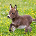 Baby donkeys are so adorable and vastly under-appreciated