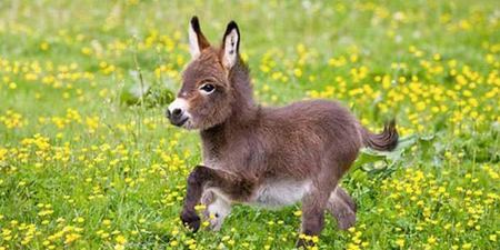 Baby donkeys are so adorable and vastly under-appreciated