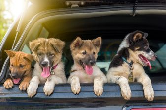 Animal lovers rejoice! A pet festival is coming to Dublin next month