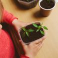 Social distancing: 3 easy nature-inspired projects to get the kids involved in