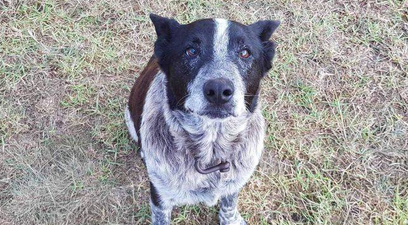 Three-year-old girl lost in the mountains found by a hero dog