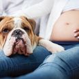 These are the pregnancy symptoms your dog can sense when you’re expecting
