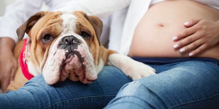 These are the pregnancy symptoms your dog can sense when you’re expecting