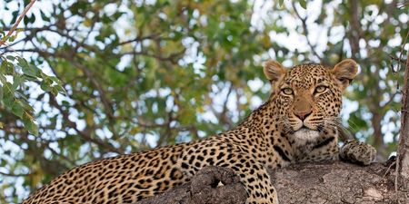 Leopard kills toddler at wildlife park in Uganda