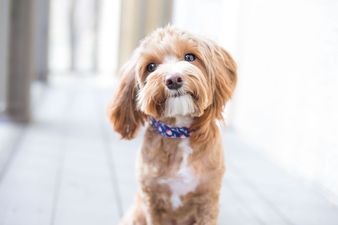 Mr Price is selling €1.30 puppy popcorn for movie nights with your furry friend