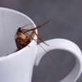 Cockroach milk is now a ‘superfood’ and we definitely don’t want to try it