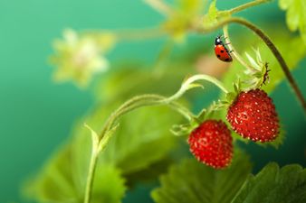 Fota Wildlife need your help ‘on the look out for ladybirds’ this summer