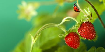Fota Wildlife need your help ‘on the look out for ladybirds’ this summer