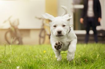 Mums take to online forum about local school owning a puppy