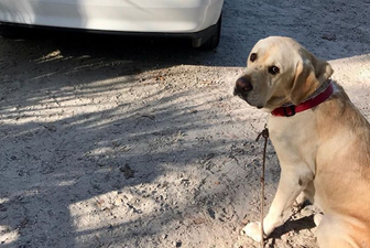Woman locks herself out of her house and her dog saves the day