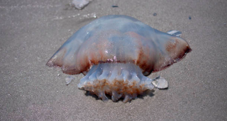 Parents warned to be vigilant after dangerous jellyfish spotted at Irish beaches