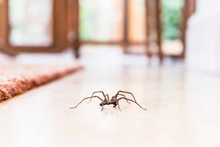 This easy home hack will keep spiders OUT of your house