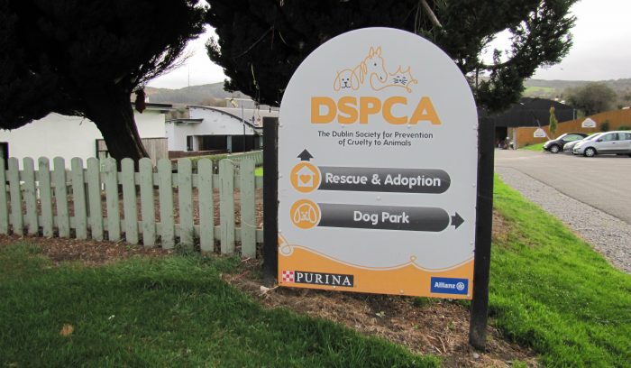 The DSPCA is looking for information after a dog was abandoned on the M50